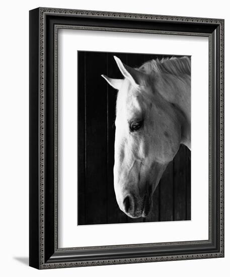 Portrait of a Lipizzaner Horse-Karen Tweedy-Holmes-Framed Photographic Print