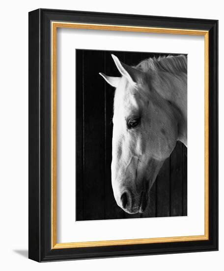 Portrait of a Lipizzaner Horse-Karen Tweedy-Holmes-Framed Photographic Print