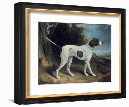 Portrait of a Liver and White Pointer-George Garrard-Framed Giclee Print