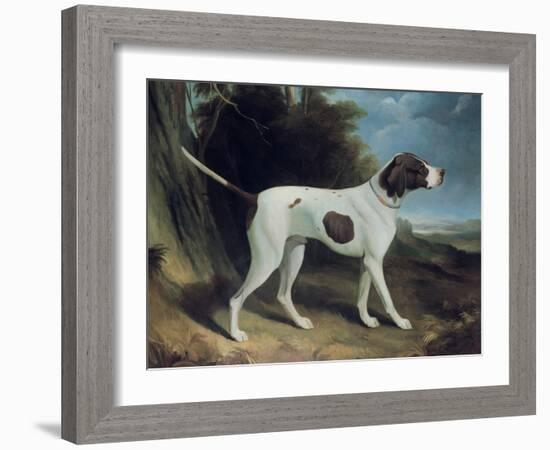 Portrait of a Liver and White Pointer-George Garrard-Framed Giclee Print