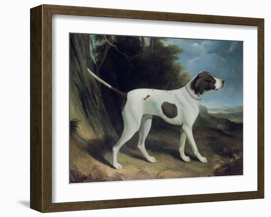 Portrait of a Liver and White Pointer-George Garrard-Framed Giclee Print