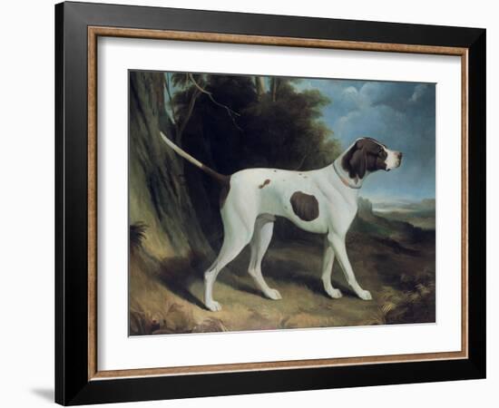 Portrait of a Liver and White Pointer-George Garrard-Framed Giclee Print