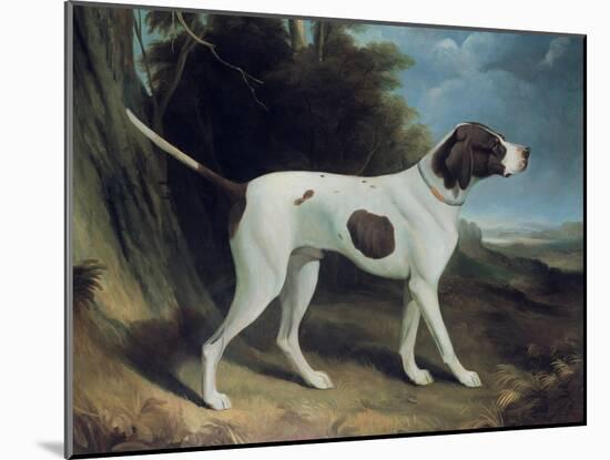 Portrait of a Liver and White Pointer-George Garrard-Mounted Giclee Print