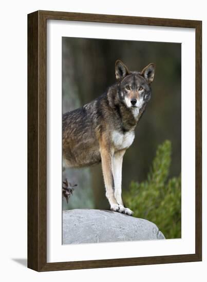 Portrait Of A Lone Red Wolf Looking At The Camera-Karine Aigner-Framed Photographic Print