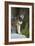 Portrait Of A Lone Red Wolf Looking At The Camera-Karine Aigner-Framed Photographic Print