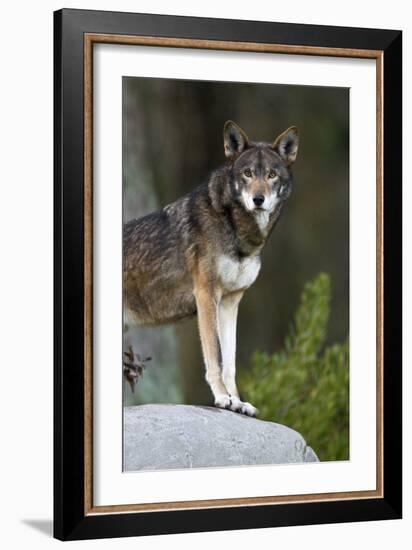 Portrait Of A Lone Red Wolf Looking At The Camera-Karine Aigner-Framed Photographic Print