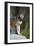 Portrait Of A Lone Red Wolf Looking At The Camera-Karine Aigner-Framed Photographic Print