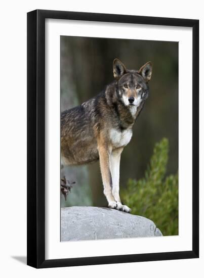 Portrait Of A Lone Red Wolf Looking At The Camera-Karine Aigner-Framed Photographic Print