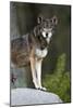 Portrait Of A Lone Red Wolf Looking At The Camera-Karine Aigner-Mounted Photographic Print