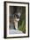 Portrait Of A Lone Red Wolf Looking At The Camera-Karine Aigner-Framed Photographic Print