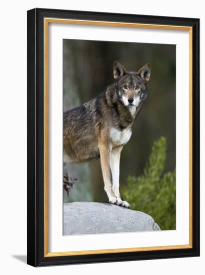 Portrait Of A Lone Red Wolf Looking At The Camera-Karine Aigner-Framed Photographic Print