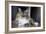 Portrait Of A Long Haired Domestic Cat Sitting On The Floor Looking At The Camera-Karine Aigner-Framed Photographic Print