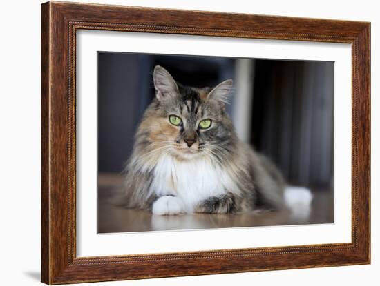 Portrait Of A Long Haired Domestic Cat Sitting On The Floor Looking At The Camera-Karine Aigner-Framed Photographic Print