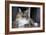 Portrait Of A Long Haired Domestic Cat Sitting On The Floor Looking At The Camera-Karine Aigner-Framed Photographic Print