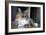 Portrait Of A Long Haired Domestic Cat Sitting On The Floor Looking At The Camera-Karine Aigner-Framed Photographic Print