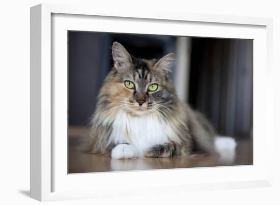 Portrait Of A Long Haired Domestic Cat Sitting On The Floor Looking At The Camera-Karine Aigner-Framed Photographic Print