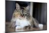 Portrait Of A Long Haired Domestic Cat Sitting On The Floor Looking At The Camera-Karine Aigner-Mounted Photographic Print