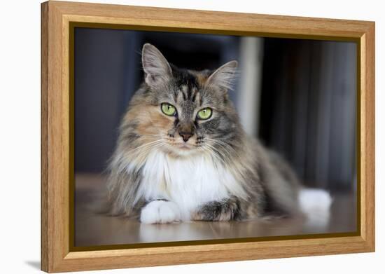 Portrait Of A Long Haired Domestic Cat Sitting On The Floor Looking At The Camera-Karine Aigner-Framed Premier Image Canvas