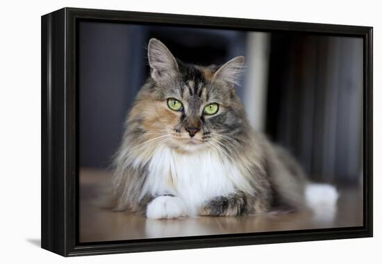 Portrait Of A Long Haired Domestic Cat Sitting On The Floor Looking At The Camera-Karine Aigner-Framed Premier Image Canvas