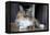 Portrait Of A Long Haired Domestic Cat Sitting On The Floor Looking At The Camera-Karine Aigner-Framed Premier Image Canvas