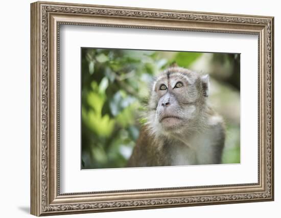 Portrait of a Long Tailed Macaque (Macaca Fascicularis) in the Jungle at Bukit Lawang-Matthew Williams-Ellis-Framed Photographic Print