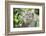 Portrait of a Long Tailed Macaque (Macaca Fascicularis) in the Jungle at Bukit Lawang-Matthew Williams-Ellis-Framed Photographic Print