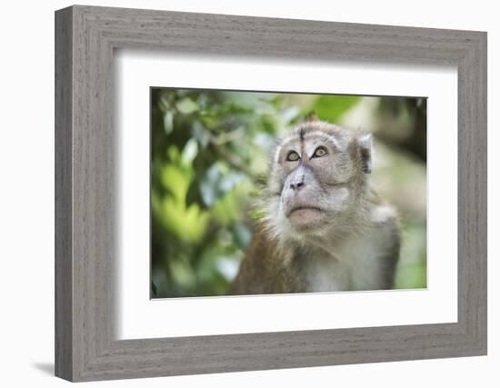 Portrait of a Long Tailed Macaque (Macaca Fascicularis) in the Jungle at Bukit Lawang-Matthew Williams-Ellis-Framed Photographic Print