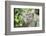 Portrait of a Long Tailed Macaque (Macaca Fascicularis) in the Jungle at Bukit Lawang-Matthew Williams-Ellis-Framed Photographic Print