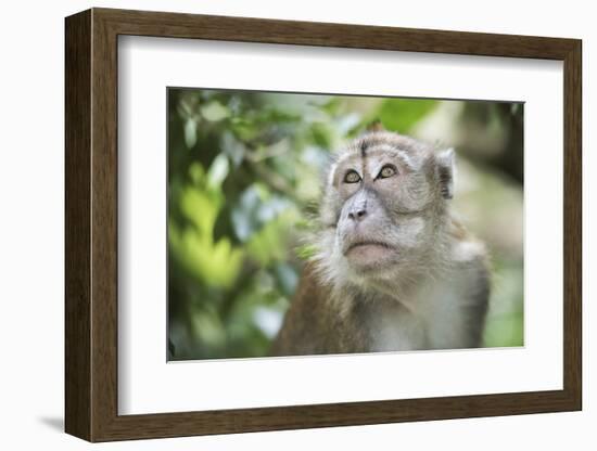 Portrait of a Long Tailed Macaque (Macaca Fascicularis) in the Jungle at Bukit Lawang-Matthew Williams-Ellis-Framed Photographic Print