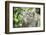 Portrait of a Long Tailed Macaque (Macaca Fascicularis) in the Jungle at Bukit Lawang-Matthew Williams-Ellis-Framed Photographic Print