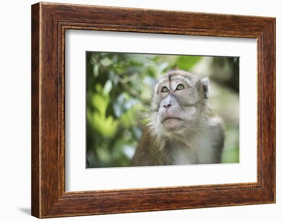 Portrait of a Long Tailed Macaque (Macaca Fascicularis) in the Jungle at Bukit Lawang-Matthew Williams-Ellis-Framed Photographic Print