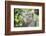 Portrait of a Long Tailed Macaque (Macaca Fascicularis) in the Jungle at Bukit Lawang-Matthew Williams-Ellis-Framed Photographic Print