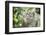 Portrait of a Long Tailed Macaque (Macaca Fascicularis) in the Jungle at Bukit Lawang-Matthew Williams-Ellis-Framed Photographic Print