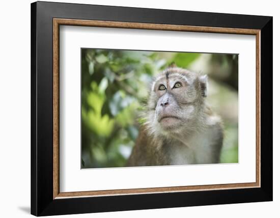 Portrait of a Long Tailed Macaque (Macaca Fascicularis) in the Jungle at Bukit Lawang-Matthew Williams-Ellis-Framed Photographic Print