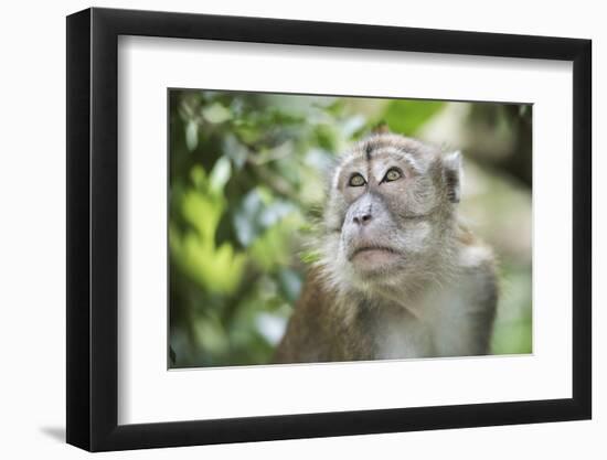 Portrait of a Long Tailed Macaque (Macaca Fascicularis) in the Jungle at Bukit Lawang-Matthew Williams-Ellis-Framed Photographic Print