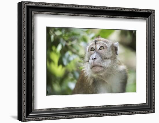 Portrait of a Long Tailed Macaque (Macaca Fascicularis) in the Jungle at Bukit Lawang-Matthew Williams-Ellis-Framed Photographic Print