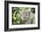 Portrait of a Long Tailed Macaque (Macaca Fascicularis) in the Jungle at Bukit Lawang-Matthew Williams-Ellis-Framed Photographic Print