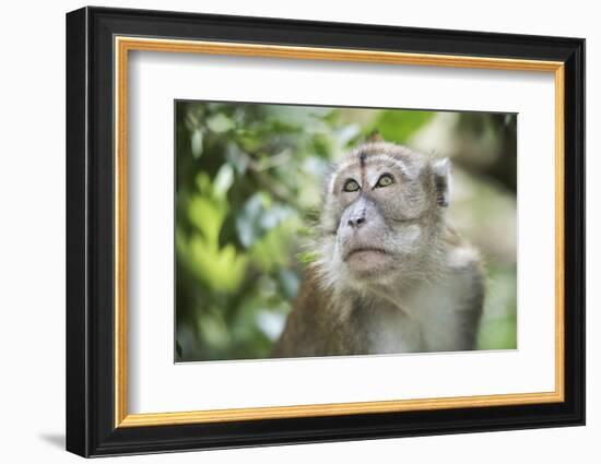 Portrait of a Long Tailed Macaque (Macaca Fascicularis) in the Jungle at Bukit Lawang-Matthew Williams-Ellis-Framed Photographic Print