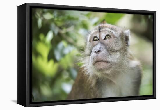 Portrait of a Long Tailed Macaque (Macaca Fascicularis) in the Jungle at Bukit Lawang-Matthew Williams-Ellis-Framed Premier Image Canvas