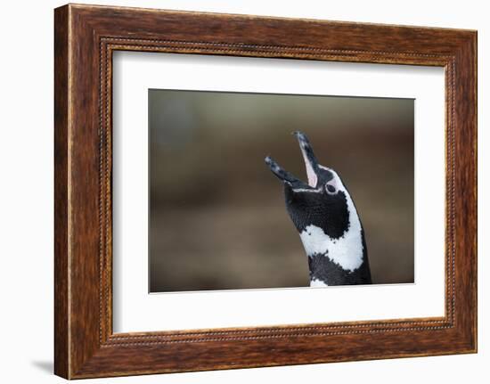 Portrait of a Magellanic penguin, Spheniscus magellanicus.-Sergio Pitamitz-Framed Photographic Print