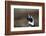 Portrait of a Magellanic penguin, Spheniscus magellanicus.-Sergio Pitamitz-Framed Photographic Print