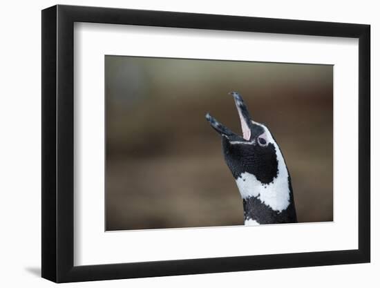 Portrait of a Magellanic penguin, Spheniscus magellanicus.-Sergio Pitamitz-Framed Photographic Print