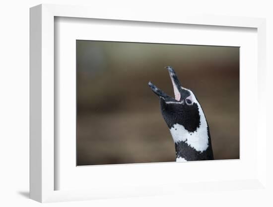 Portrait of a Magellanic penguin, Spheniscus magellanicus.-Sergio Pitamitz-Framed Photographic Print