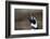 Portrait of a Magellanic penguin, Spheniscus magellanicus.-Sergio Pitamitz-Framed Photographic Print