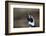 Portrait of a Magellanic penguin, Spheniscus magellanicus.-Sergio Pitamitz-Framed Photographic Print