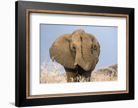 Portrait of a male elephant, Etosha National Park, Oshikoto region, Namibia, Africa-Francesco Vaninetti-Framed Photographic Print