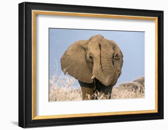 Portrait of a male elephant, Etosha National Park, Oshikoto region, Namibia, Africa-Francesco Vaninetti-Framed Photographic Print