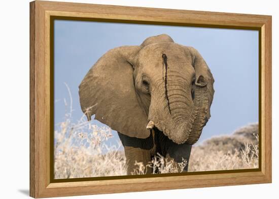 Portrait of a male elephant, Etosha National Park, Oshikoto region, Namibia, Africa-Francesco Vaninetti-Framed Premier Image Canvas