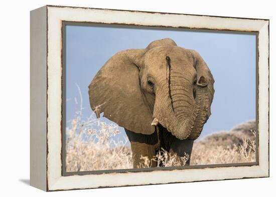 Portrait of a male elephant, Etosha National Park, Oshikoto region, Namibia, Africa-Francesco Vaninetti-Framed Premier Image Canvas