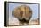 Portrait of a male elephant, Etosha National Park, Oshikoto region, Namibia, Africa-Francesco Vaninetti-Framed Premier Image Canvas